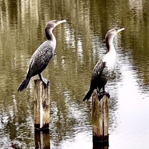 Cormorants