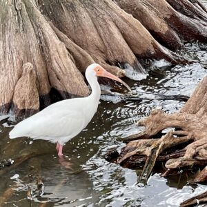Ibis