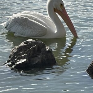 Pelly and Rock