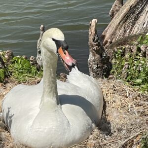 Nesting