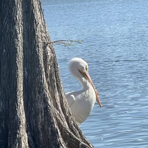 Pelly Pose
