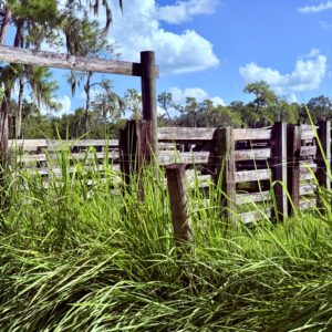 The Fence