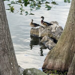 Mallards