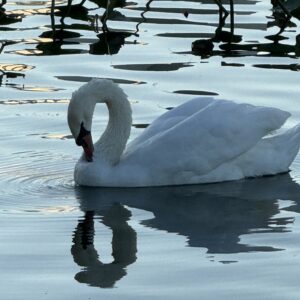 Swan Shadow