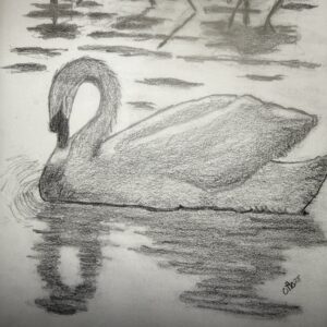 “Swan Shadow”