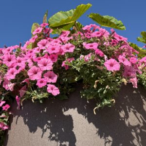 Pink and Blue