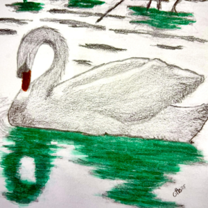 Swan Shadow