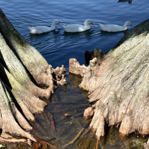 Cypress and Ducks